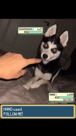 EeveeSite on Instagram: "This is how you teach your Pokemon a TM - EeveeSite #pokemon #pokemonmeme #pokemonbattle #irlpokemon"