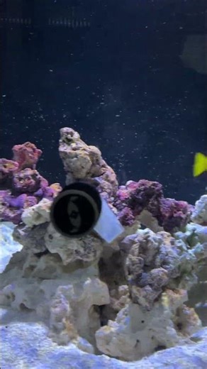 Setting Up Salt Water Fish Tank #fish #saltwater #hobbies
