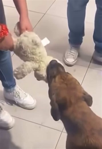 Playful Puppy With Adorable Toy