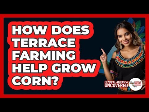 How Does Terrace Farming Help Grow Corn?