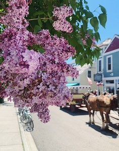Mackinac Island Locals Reflect on Lilac Festival, 74 Years Later
