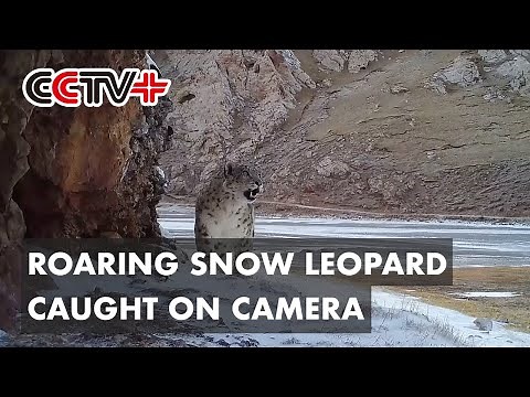 Roaring Snow Leopard Caught on Camera in Northwest China