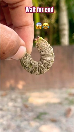 Caterpillar 🐛 Baby Boy Crying 😭 So Emotional & Heart Touching #trending #insects