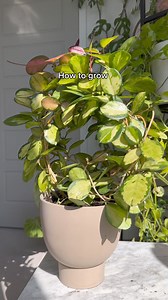 Do you use this method to fill out your houseplants? 🌿My 🪴 Hoya Australis Lisa has grown so much since I got it back in 2021 🥲 I’ve been using this method each time I repot to keep it full! Chopping the plant makes it twice as full because it will usually create two new growth points where you chopped. The cutting will be another point of growth! It’s about ready for a bigger trellis, any fun ideas? | MariahGrows
