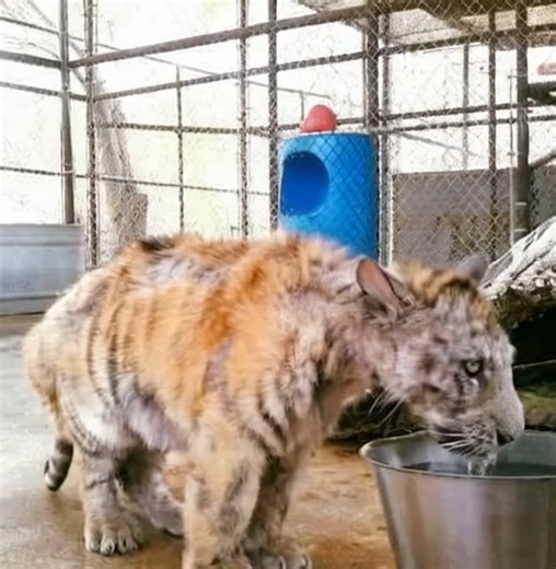 Abandoned and mistreated tiger cub is saved from a life of suffering in the circus—her transformation will bring you to tears. See her now in the comments 👇🏻💔 | Pet Lover