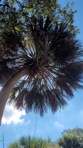 Tiny beak , big mission . 🐦 You don't need to be towering to make an impact . You just need to keep showing up . Just rhythm and tap , tap , tap . 💥💥💥 | Cherokee Mckamie