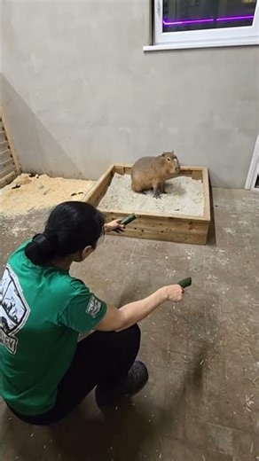Live Replay: Adorable Capybara Munching Before Bed 🐹🥕😴