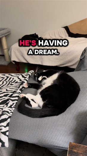Is he chasing something? Running? Dancing the tango? #catsoftiktok #lifewithcats #kittydreams