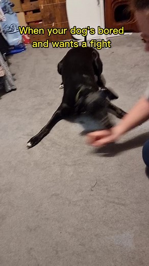 STOP SLAPPING CHAR CHAR #dogdad #funny #charli_puppydog