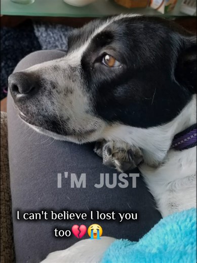 Understanding the Rainbow Bridge Concept in Dog Loss