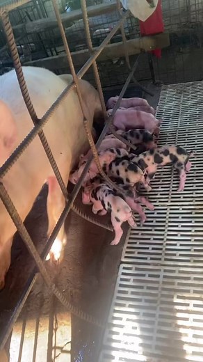 25K views · 222 reactions | Piglets Farm Girl #PIGGERY #pigfarmvideo #pigfarming #farmgirlatheart #countrylife #Hograiser #fypシ゚viralシ2023 #fypシ゚viralシ | Zel Puddy | Facebook
