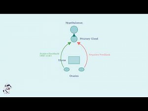 Inside Human Reproduction: How It All Works!
