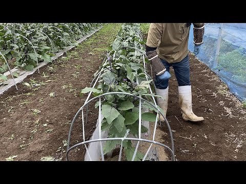 Eggplant cultivation: The most important thing is to set up supports [To withstand typhoons] 21/5/21