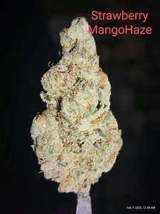 Strawberry Mango Haze | Marijuana Strain Reviews