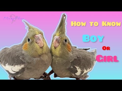 Cockatiel Chick Gender: Revealing the Hidden Clues #cockatiel