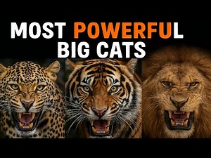 10 Most Powerful Wild Cats on Earth