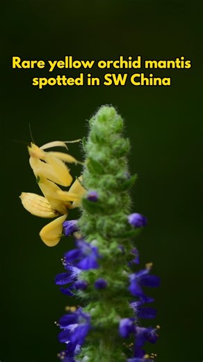 A rare yellow orchid mantis was recently filmed by a photographer at a scenic spot in southwest China's Yunnan Province. Resembling a blooming orchid, the species is typically found in pink in the region. #China #Yunnan #OrchidMantis | China Xinhua News