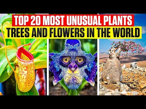 Top 20 Most Unusual Plants Trees and Flowers In The World