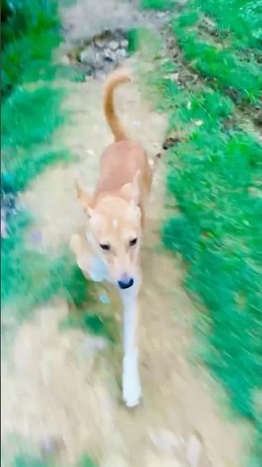 Tripod Runs at Full Speed! 🐶💨❤️