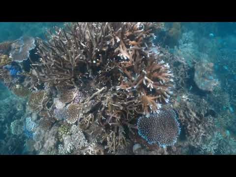 Reef Dive POV | 10-Minute Rapid Monitoring