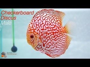 Checkerboard Pigeon Discus Male