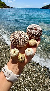 If you love shells (and this movie), let’s be friends. 🐚💫🤍 | Lawren Bagley