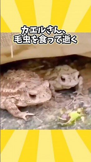 ㊗️Over 1 million views‼ ️If you laugh while watching Frog's video, go to sleep wwwwwww
