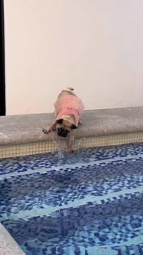 ¡Toma Agüita! Consejo de Pug Bertha 🐶💦