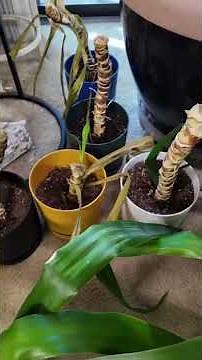 I can’t believe my 1 dying yucca tree created 9 plants🌱#garden #yucca #tree #plants #explorepage