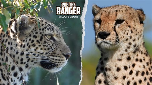 Cheetahs Confront Leopard in Rare Showdown