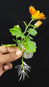 Learn the secret to growing chrysthemum flower plant | Stem turn into flower plant //#CommunityEvent #worklife #architecture #seafood #HomeTour #neigborhoodgathering #spirituality #localvendors #relaxation #communitymarket | DIY IndoorGarden