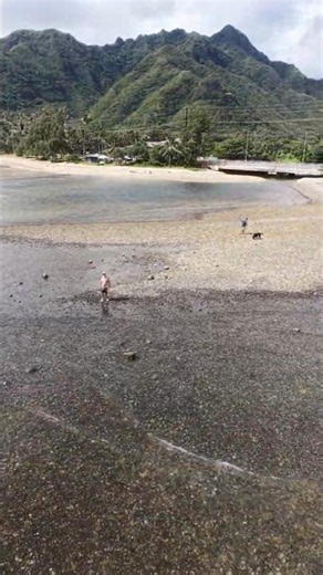 Check out this cute little beach on the Windward Side of Oahu, Punalu'u Beach Park