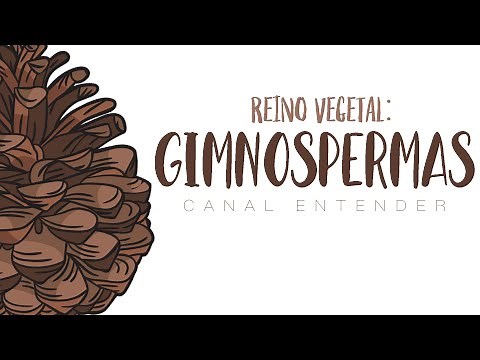 GIMNOSPERMAS - Reino Vegetal