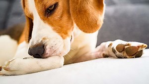 7 Best Dog Foods for Itchy Skin