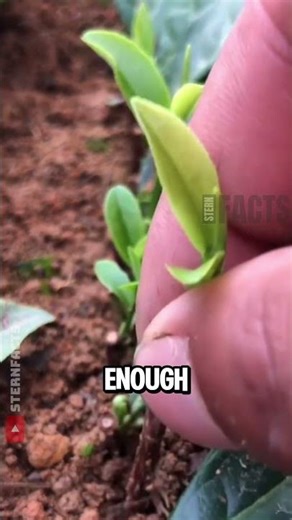 How Tea Plants Are Grown From a Single Cutting 🌱