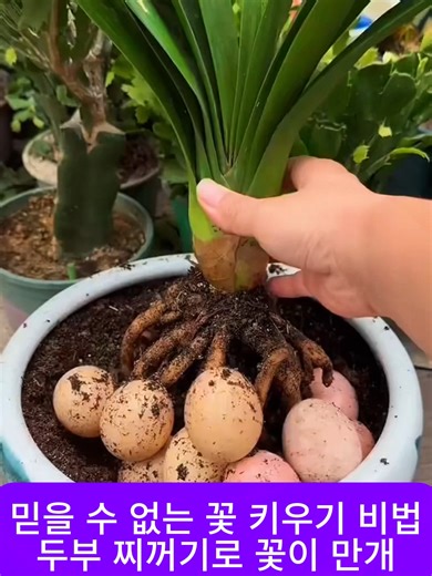 두부 찌꺼기로 꽃 키우기 비법 소개