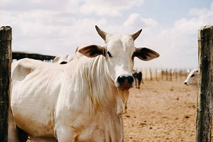Indian man arrested for having sex with cows in viral video