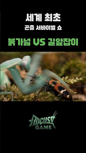 붉가넓 vs 길앞잡이! 로커스트 게임! #로커스트게임 #곤충싸움 #길앞잡이 #붉가넓 #사마귀 #서바이벌 #서바이벌게임 #곤충 #insects #insectfight