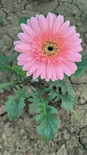 Gerbera daisy (Gerbera jamesonii), also known as the Barberton daisy or Transvaal daisy.