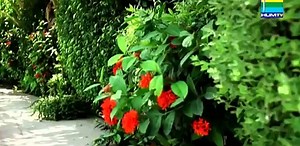 humsafar episode 7 full hd drama