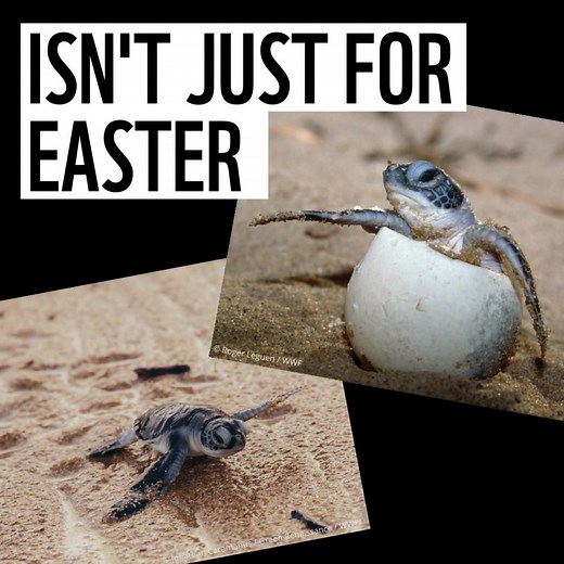 222 reactions · 28 shares | Only around 1 in 1,000 turtle hatchlings make it to adulthood. Adopt a turtle and help us protect them. | WWF UK | Facebook