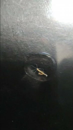 Real Budding in Hydra.Asexual Reproduction in Hydra by Budding.