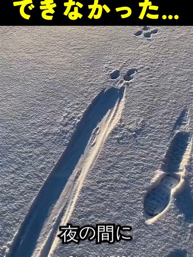 謎の生き物探査：動物学者も驚愕の正体