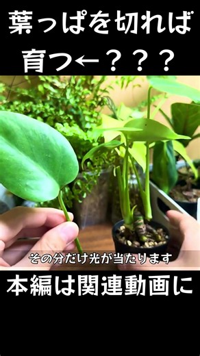 植物を大きくするには葉っぱを切る？？ #shorts #観葉植物 #園芸 #ガーデニング