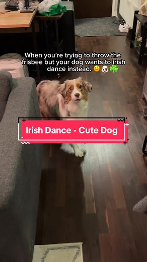 Cute Dog's Irish Dance - Frisbee Frustration 😊☘️