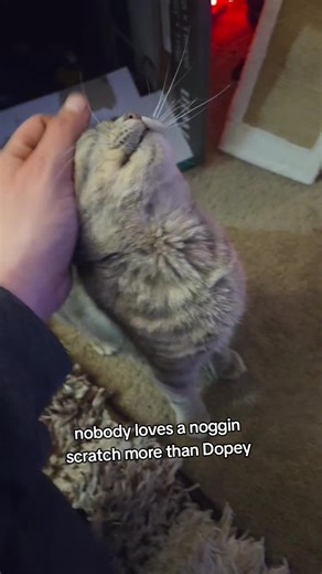 #fyp #cat #dopey | cats