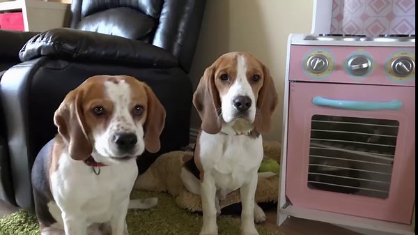 Funny dog snitches on guilty puppy after mess