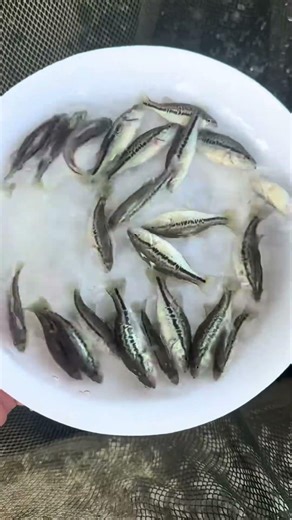 Why I Count Every Fish Before Releasing — The Science Behind Perfect Fish Stocking! 🐟