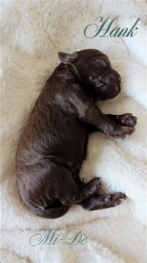 Hank adorable chocolate labradoodle
