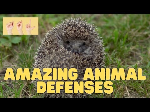 ASL Amazing Animal Defenses